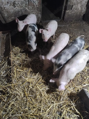 Vând vând vând purcei de 13 săptămâni 