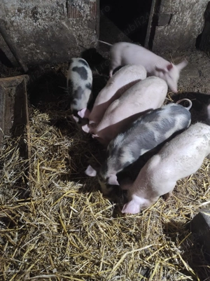 Vând vând vând purcei de 13 săptămâni  - imagine 2
