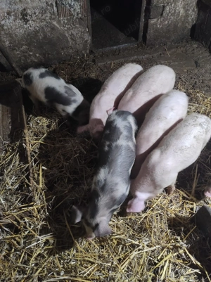 Vând vând vând purcei de 13 săptămâni  - imagine 3