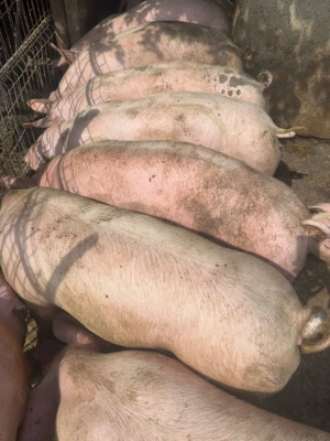 Porci de vanzare de carne  - imagine 3