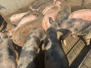 Porci de vanzare de carne  - imagine 4