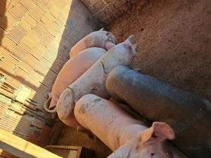 Vand porci de sacrificat sau de tinut inte 120 si 140 de kg  - imagine 2