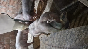  Vand Porci Pietrean! - imagine 2