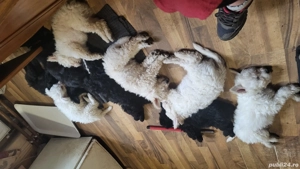 Pui ciobanesc maghiar pumi - imagine 2