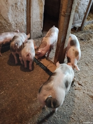 purcei pietrain 25, 30kg  - imagine 2