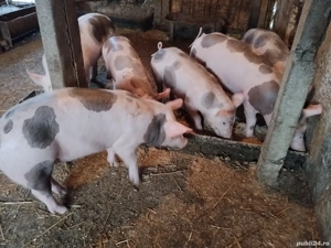 purcei pietrain 25, 30kg  - imagine 3