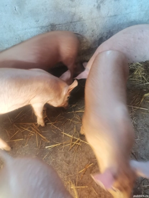 Scrofite disponibile pietran x duroc - imagine 2