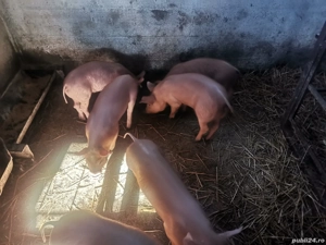 Scrofite disponibile pietran x duroc