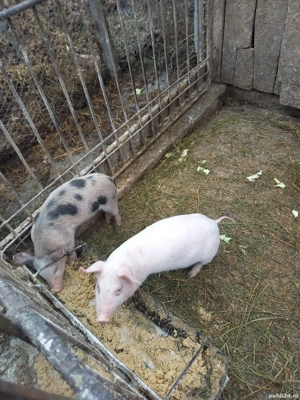 2 purcei de 9 săptămână  - imagine 2