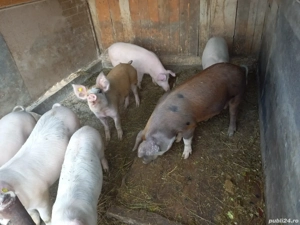 soldani de vanzare 40-60 kg - imagine 3