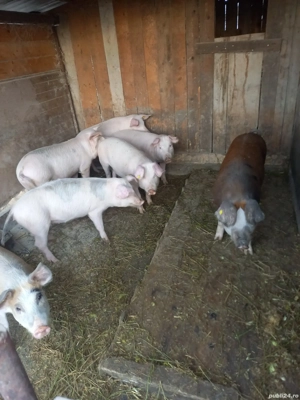 soldani de vanzare 40-60 kg - imagine 4