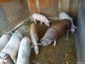 soldani de vanzare 40-60 kg