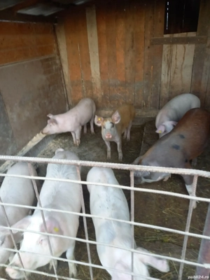 soldani de vanzare 40-60 kg - imagine 2