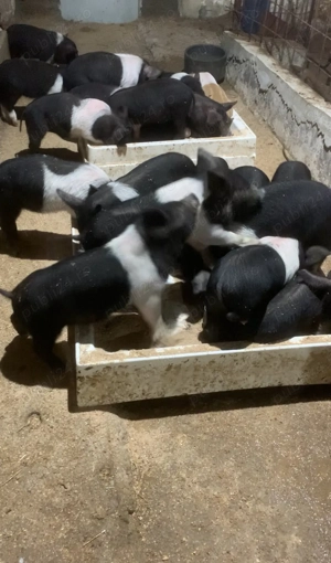 Purcei Bazna rasa pură  - imagine 2