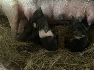 Purcei Bazna rasa pură  - imagine 3