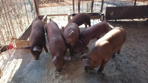 Vând purcei duroc curat