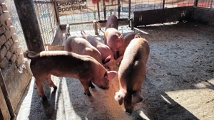 Vând purcei duroc curat - imagine 2