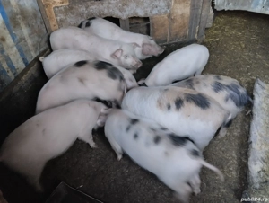 Purceii de vânzare în satul Rași!