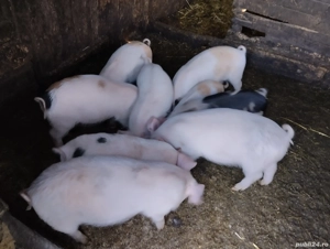 purceii de vânzare în satul Rași!