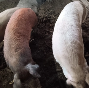 Vând porci  - imagine 2