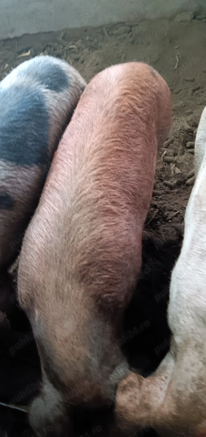 Vând porci  - imagine 4