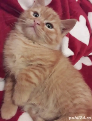 Siberiană de Pădure  - imagine 3