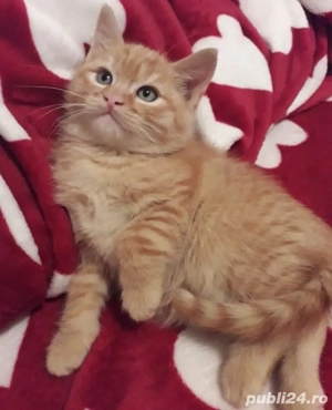 Siberiană de Pădure  - imagine 2