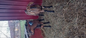 Iedute de vânzare  - imagine 3