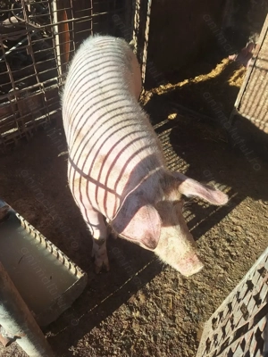 Porc de vânzare  - imagine 3