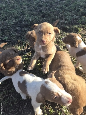 donez catelusi,cadoul perfect - imagine 2