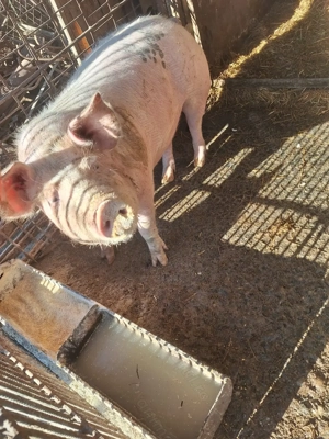 Porc de vânzare 