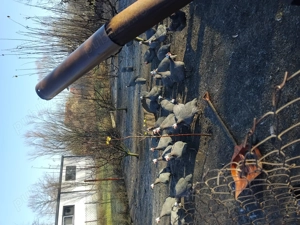 Pichiri adulte de vanzare - imagine 2