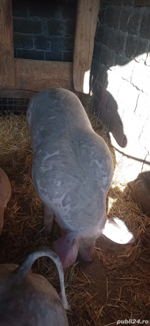 De vânzare 1 vier și două scrofițe pietran