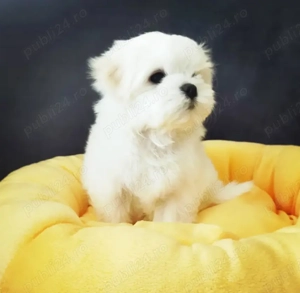 Bichon Maltese, talie Mini Toy, albi imaculat, 2 luni