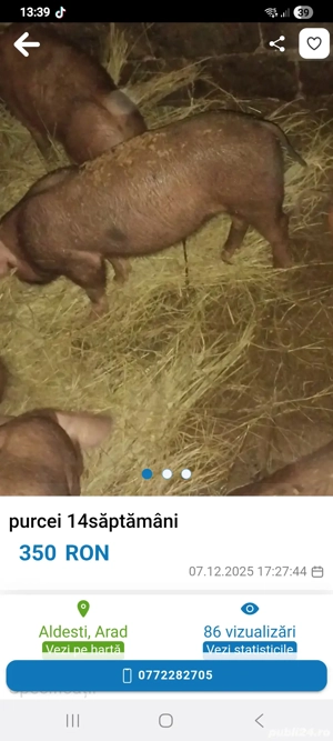 vand purcei 3 bc de 14 saptamani