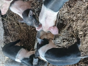Purcei de 6 săptămâni metis cu bazna.Disponibil 14 bucati.  - imagine 2