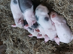 Purcei de 6 săptămâni metis cu bazna.Disponibil 14 bucati.  - imagine 5