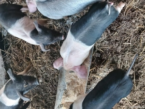 Purcei de 6 săptămâni metis cu bazna.Disponibil 14 bucati.  - imagine 3