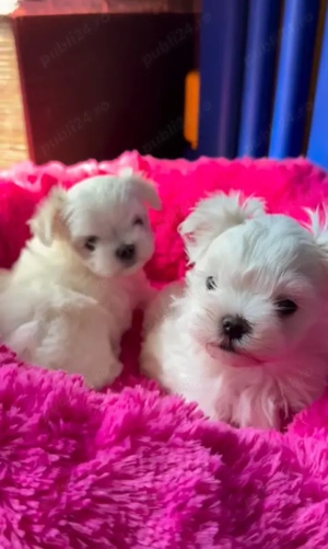 Bichon Maltez - Cel mai frumos Cadou de Craciun pentru copilul tau - imagine 2