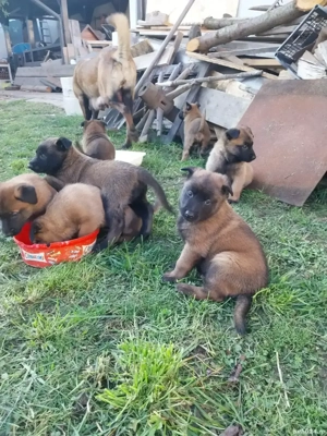Ciobanesc Belgian Malinois 