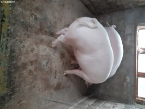 porci de țară  - imagine 3