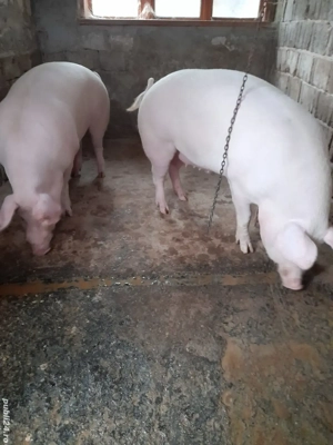 porci de țară  - imagine 2