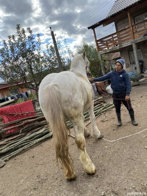 Armăsar de vanzare - imagine 2