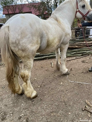 Armăsar de vanzare - imagine 4