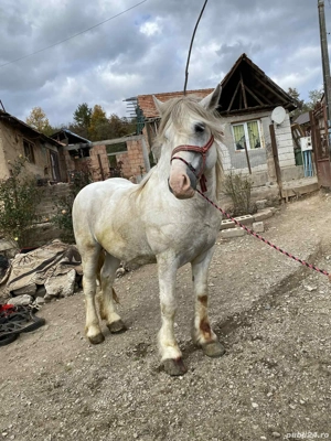 Armăsar de vanzare - imagine 3