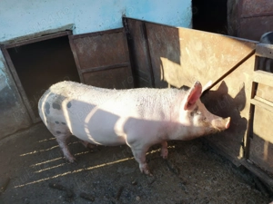 vând porc pentru crăciun 