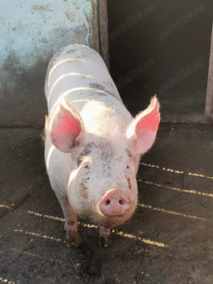 vând porc pentru crăciun  - imagine 3