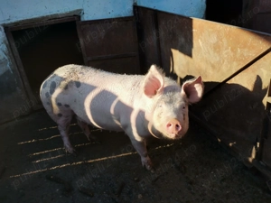 vând porc pentru crăciun  - imagine 2