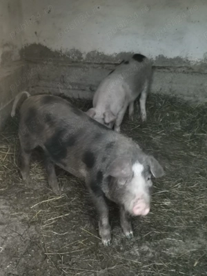 vând purcei  - imagine 2