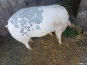 De vanzare - imagine 3